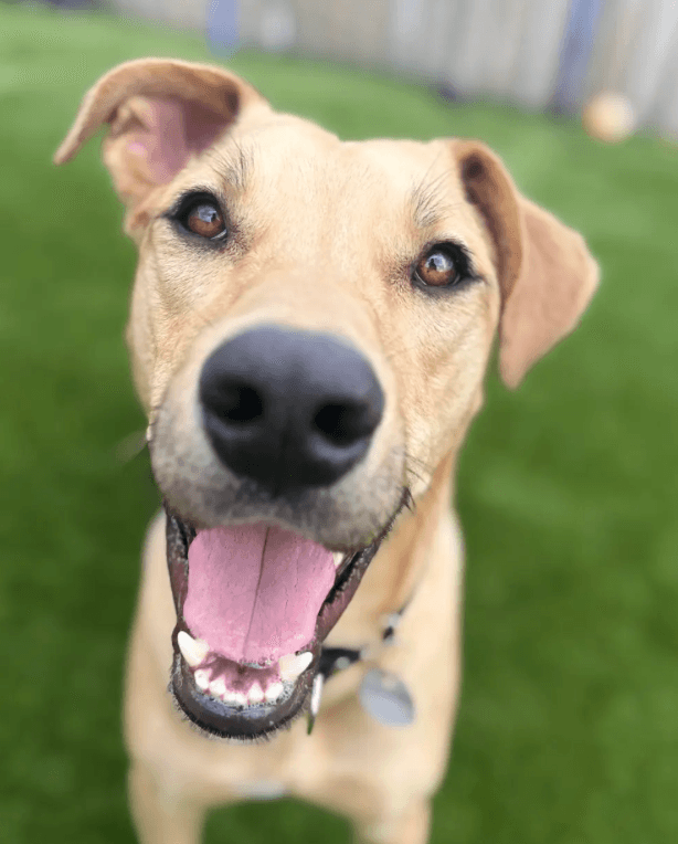 Chaaki - Mixed Breed available for adoption at Full Circle Rescue in Toronto