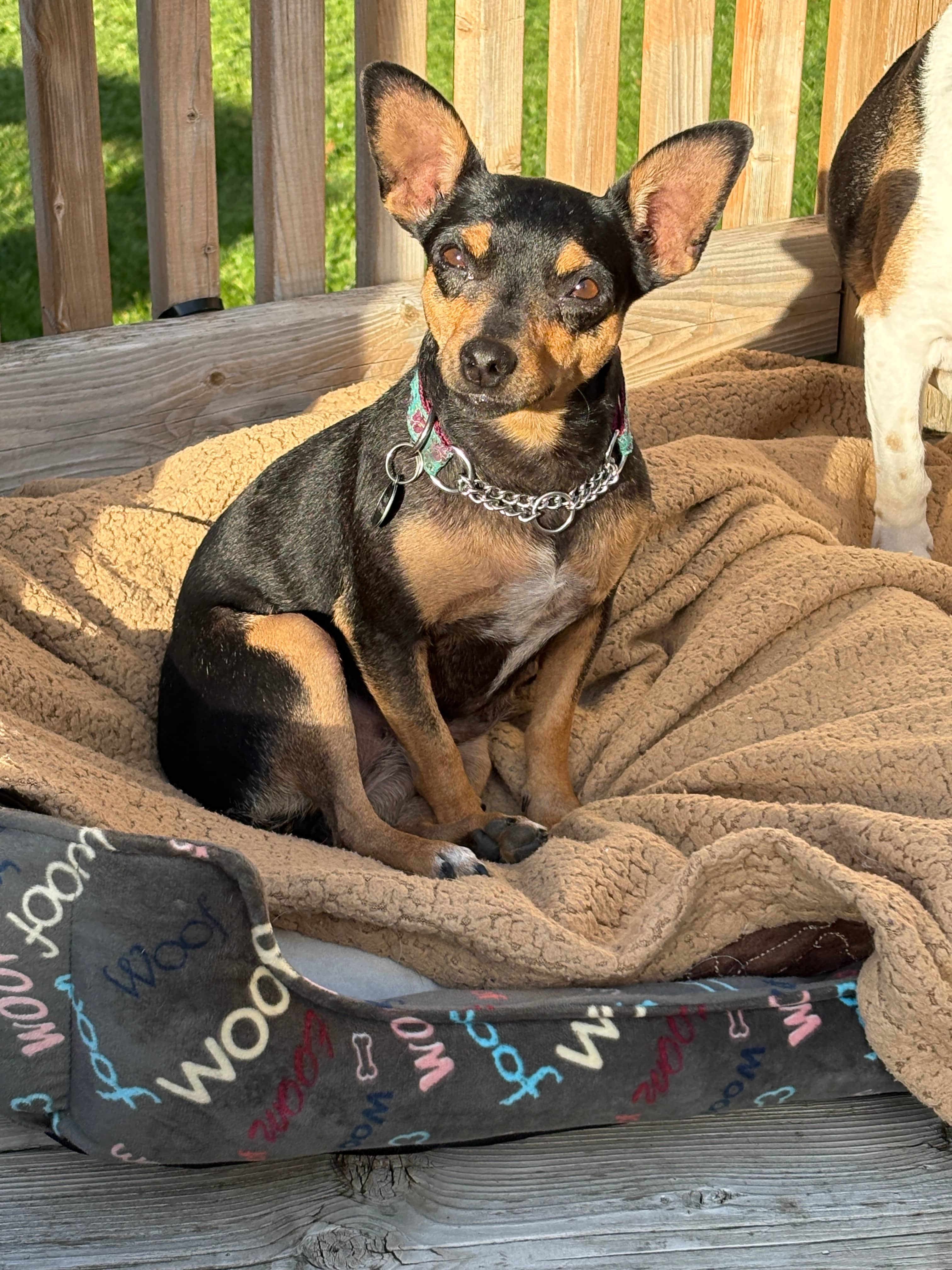 Catrina - Mix & Pinscher - Miniature available for adoption at Full Circle Rescue in Toronto