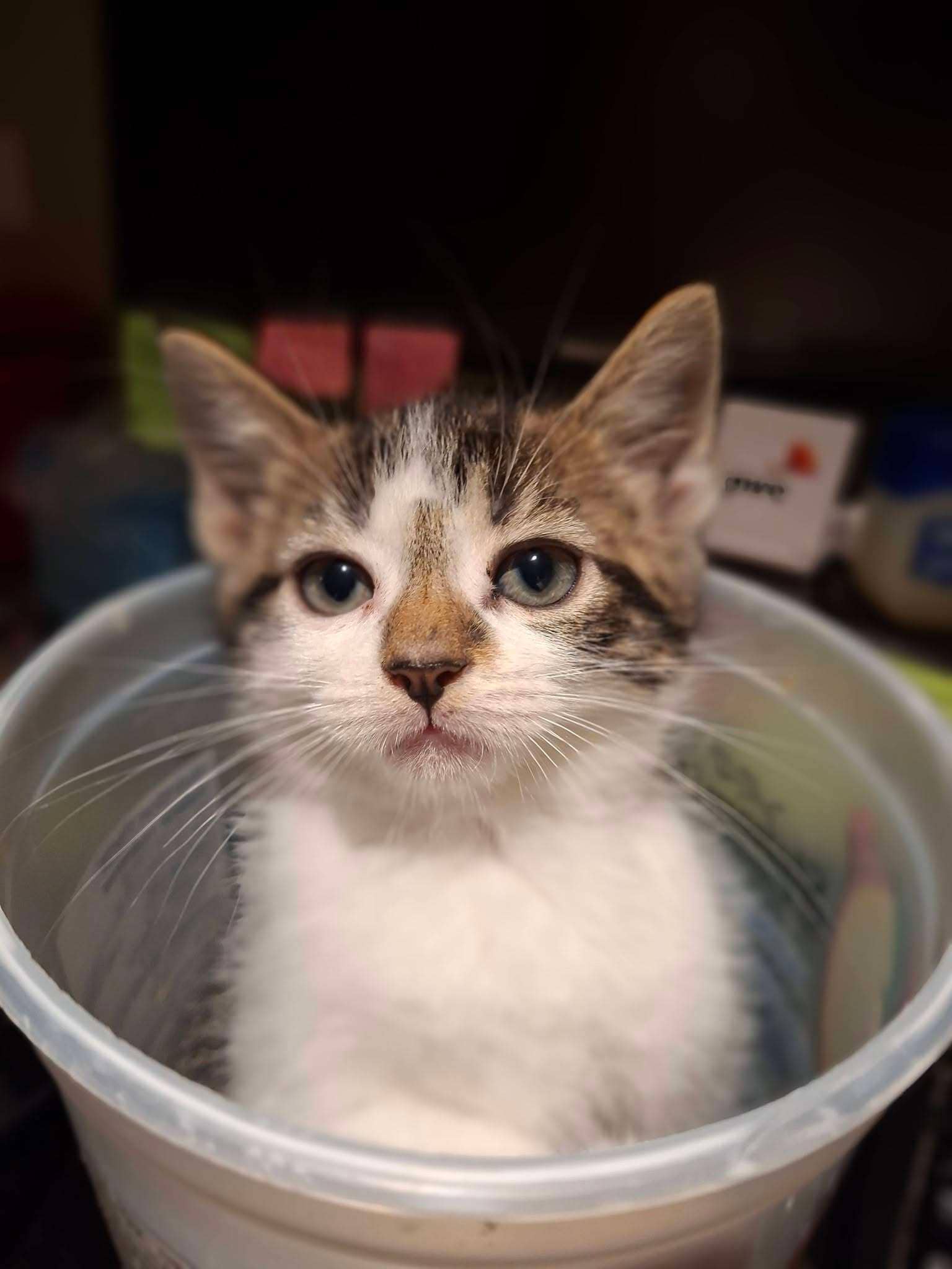 Fiver - Domestic Shorthair available for adoption