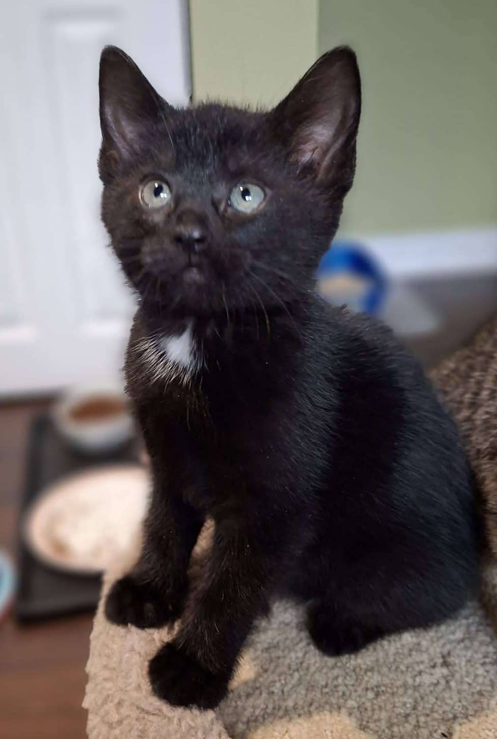 Nickel - Domestic Shorthair cat available for adoption at Furry Tales Cat Rescue in Ottawa