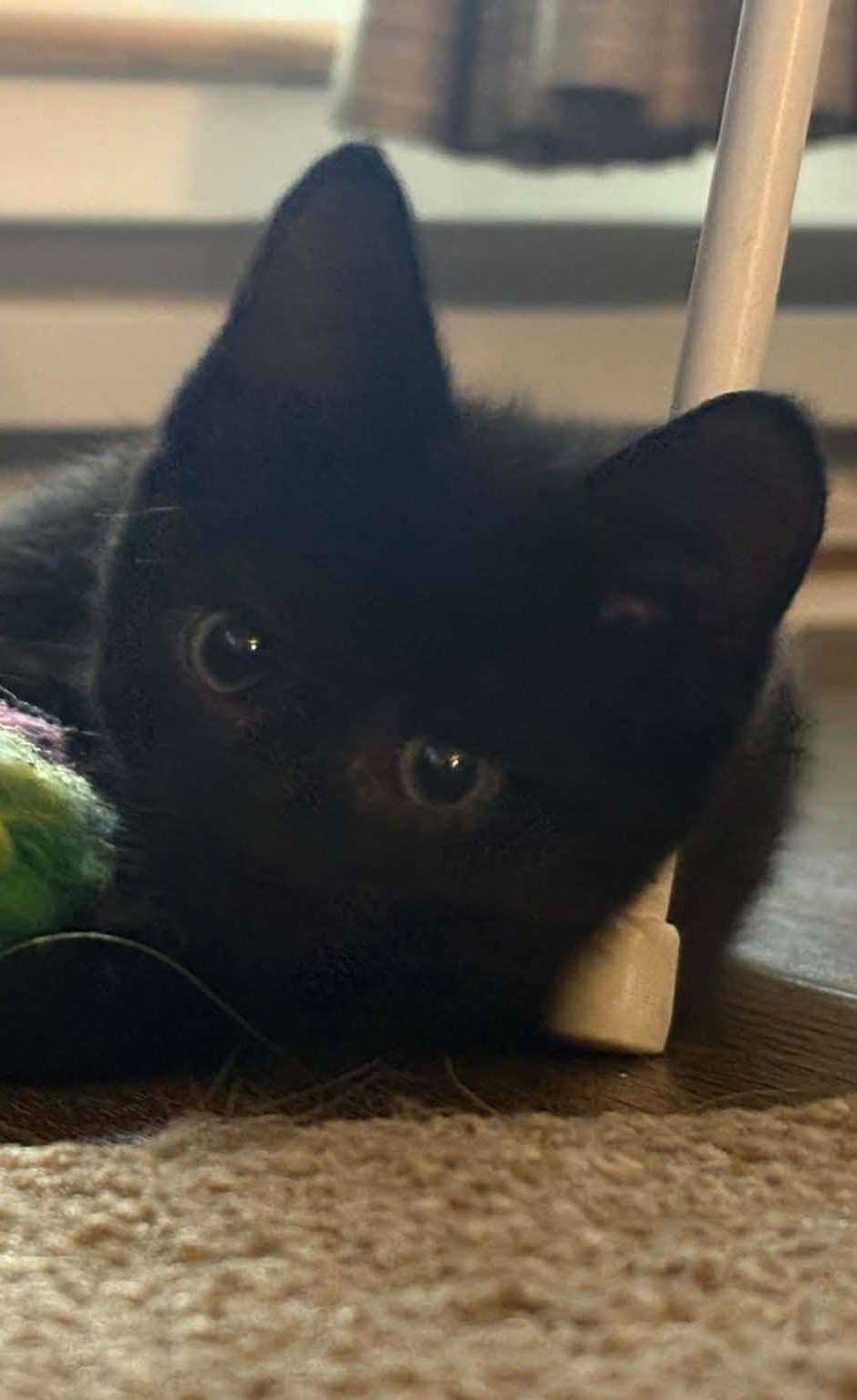 Ithaca - Domestic Shorthair cat available for adoption at Furry Tales Cat Rescue in Ottawa