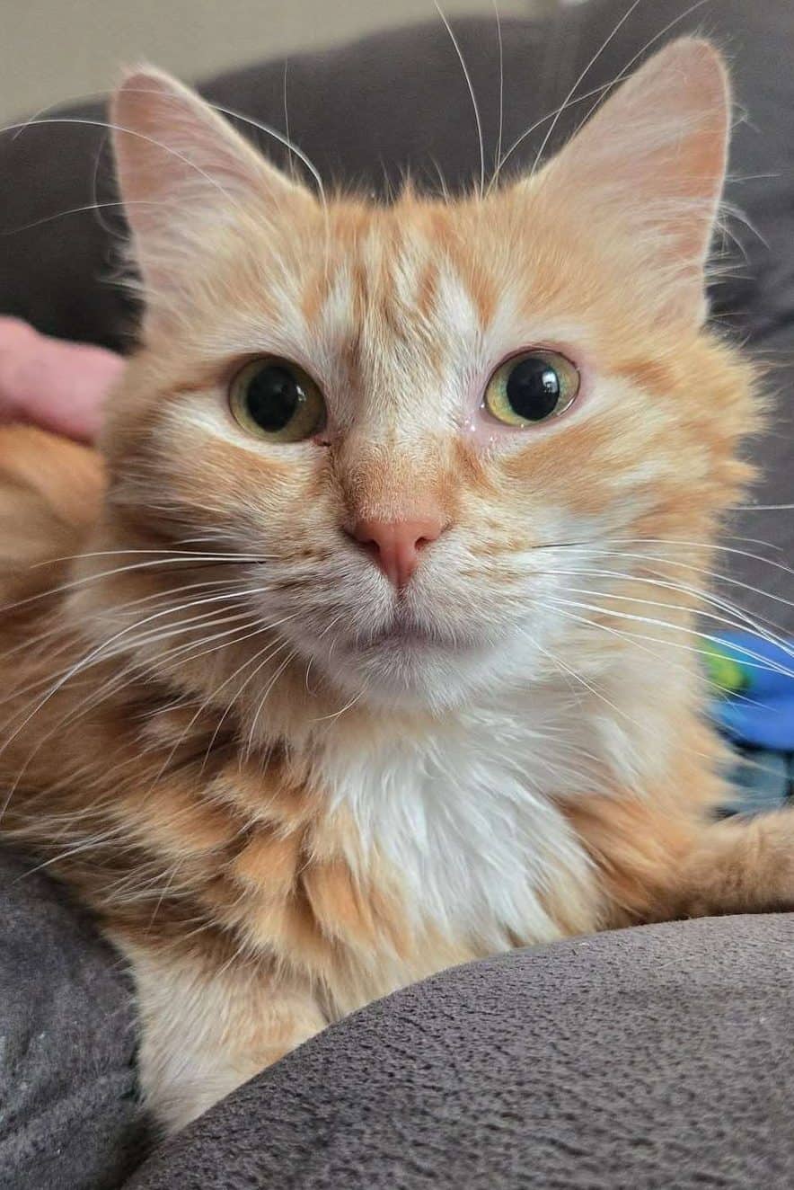 Kia - Domestic Shorthair available for adoption