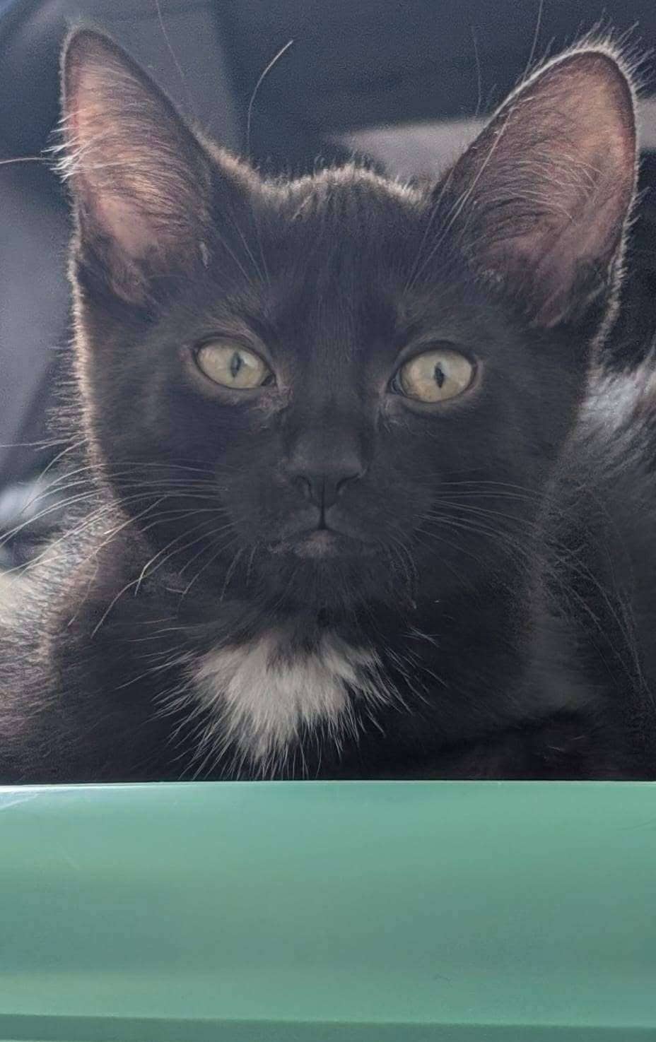 Chanel - Domestic Shorthair available for adoption
