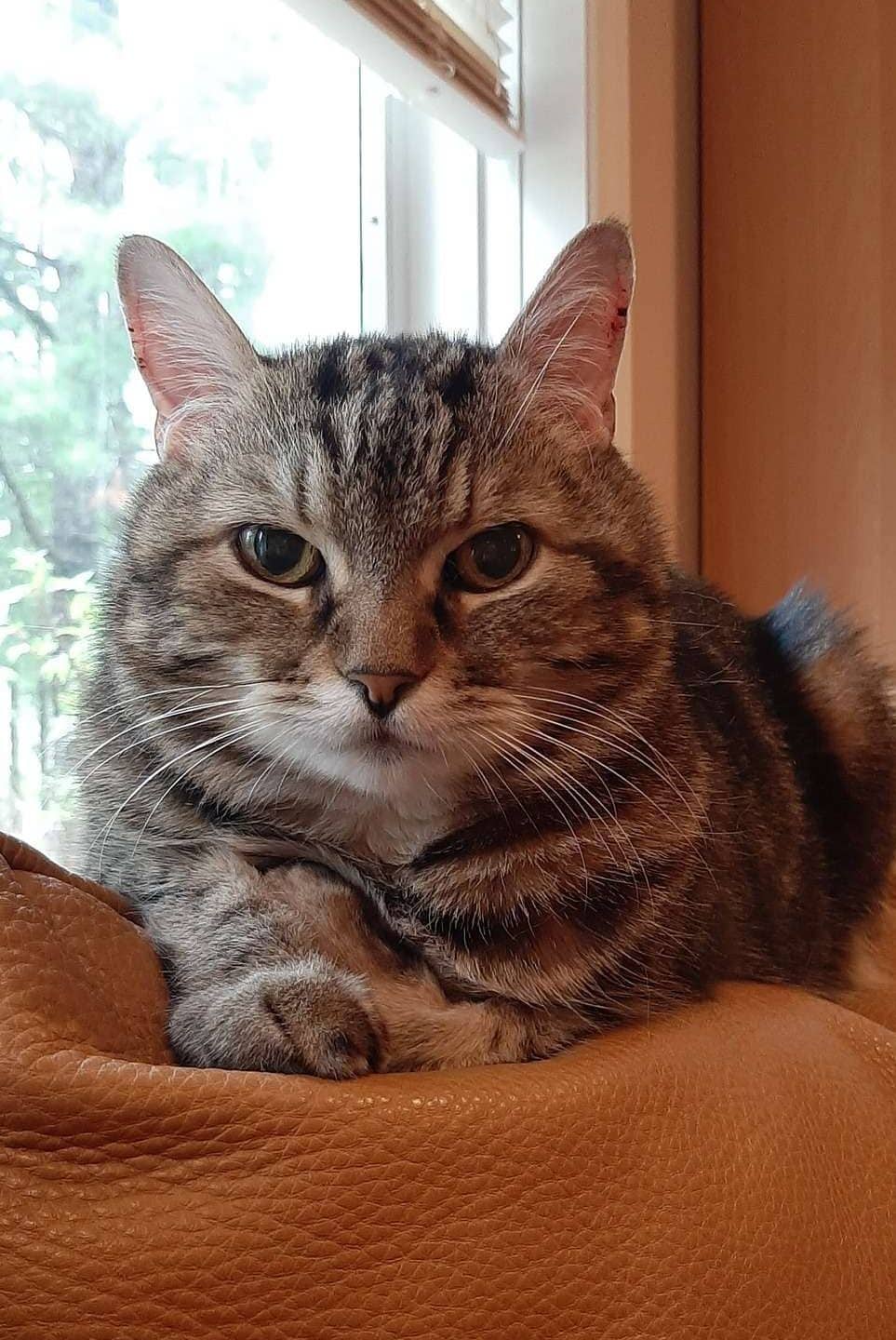 Spencer - Domestic Shorthair available for adoption