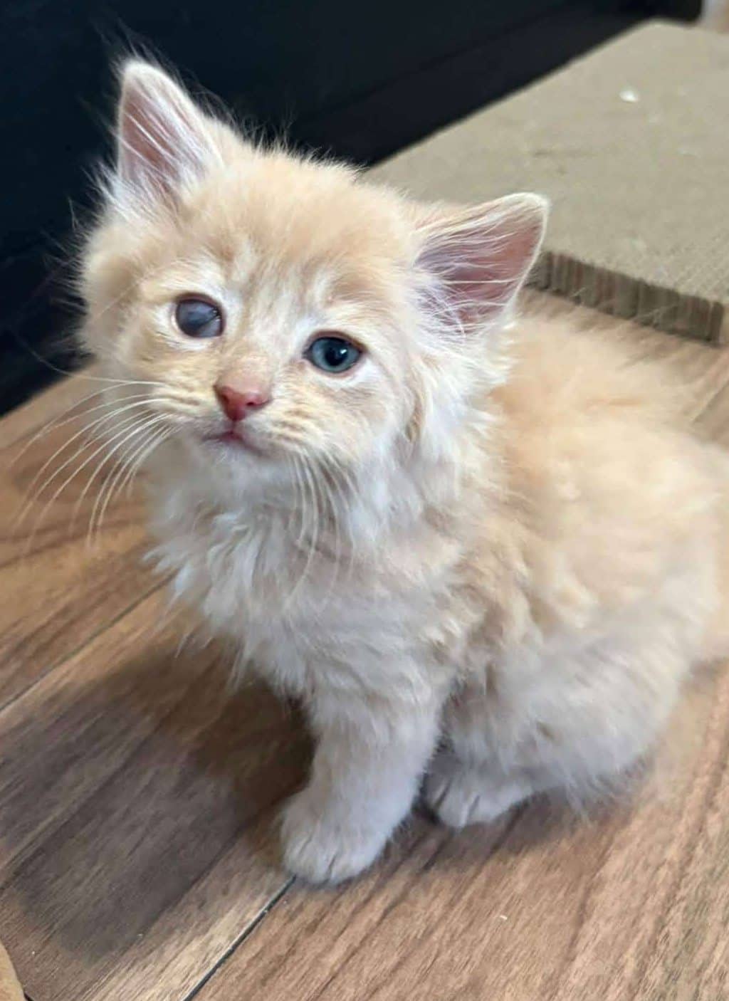 Crouton - Domestic Shorthair cat available for adoption at Furry Tales Cat Rescue in Ottawa
