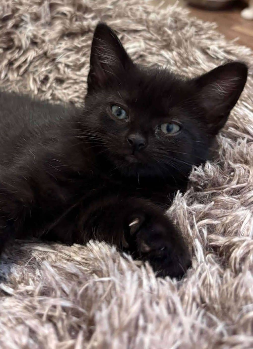 Spidey - Domestic Shorthair cat available for adoption at Furry Tales Cat Rescue in Ottawa