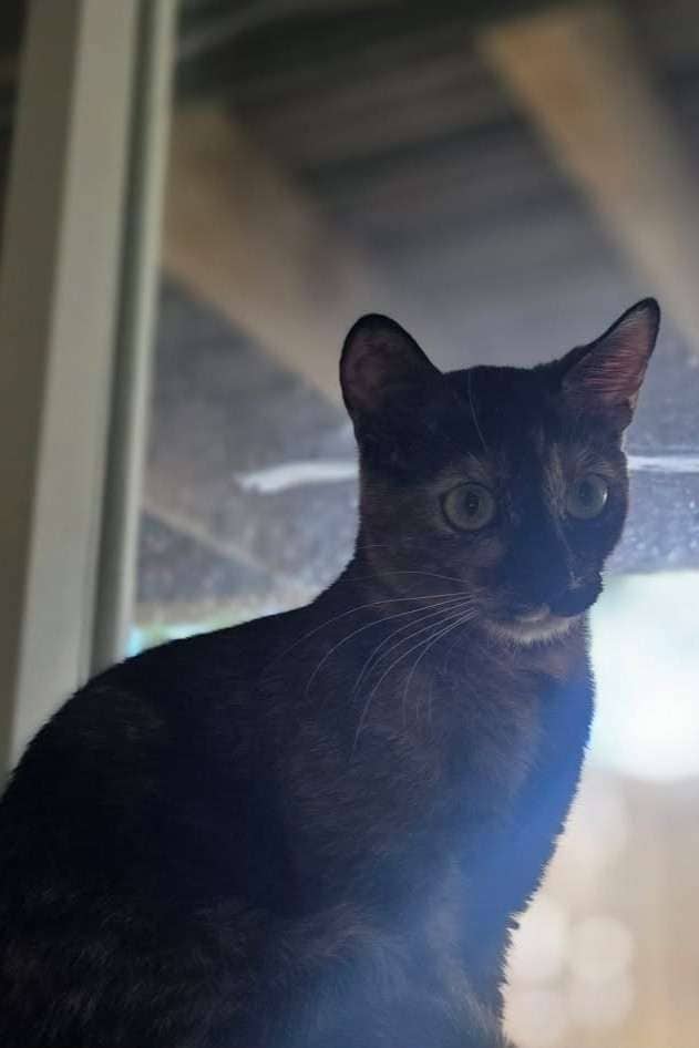 Cherry - Domestic Shorthair available for adoption