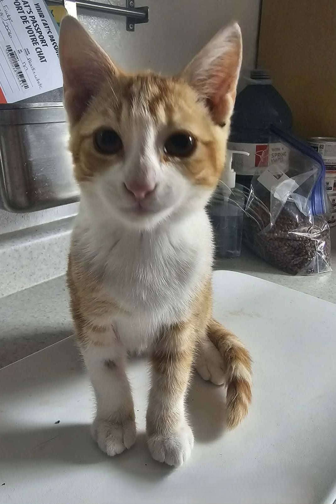 Butterscotch - Domestic Shorthair available for adoption
