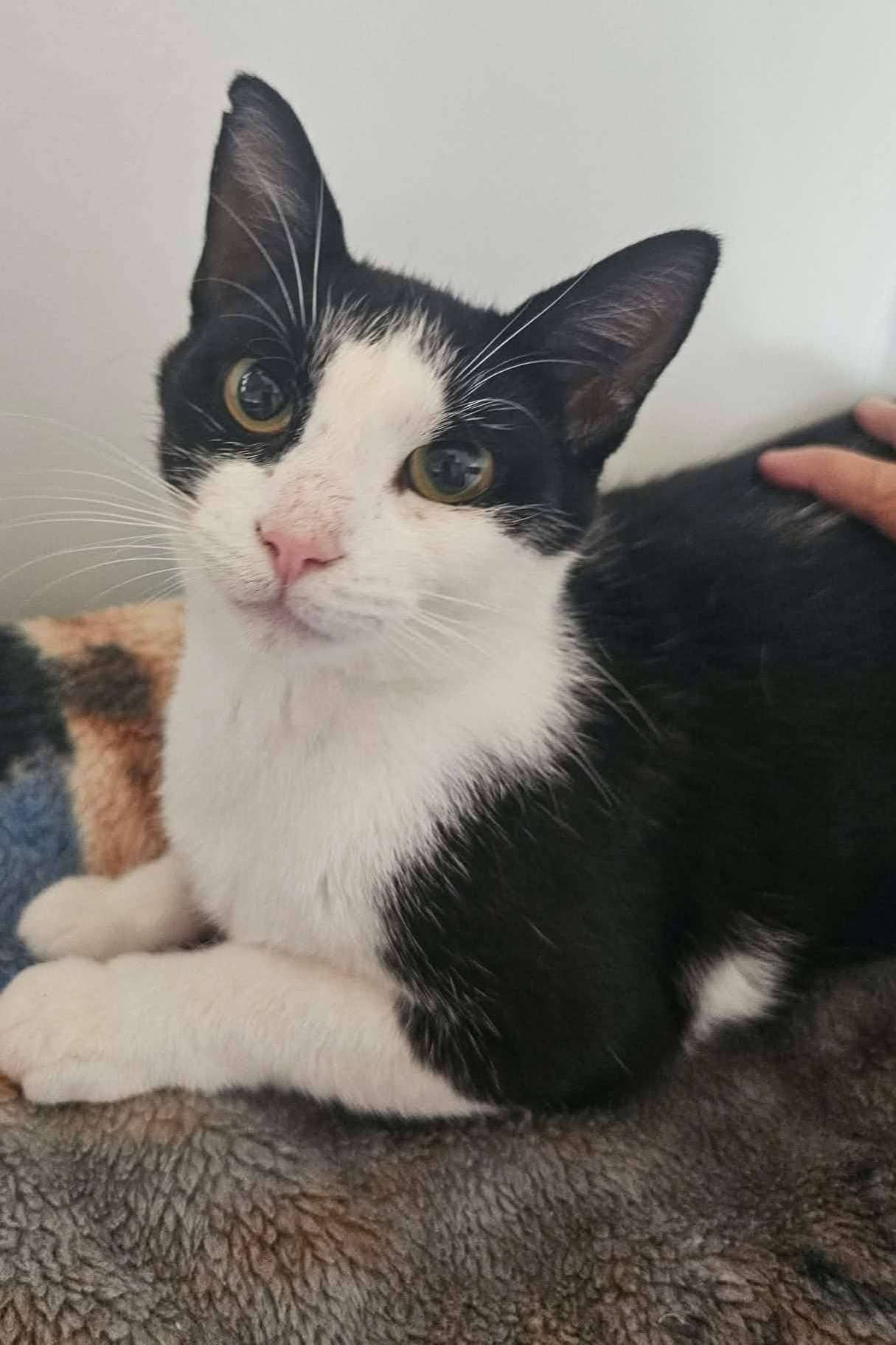 Sundae - Domestic Shorthair available for adoption
