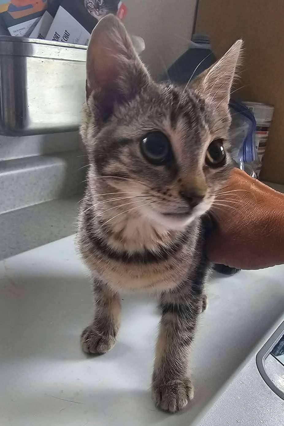 Tiramisu - Domestic Shorthair available for adoption