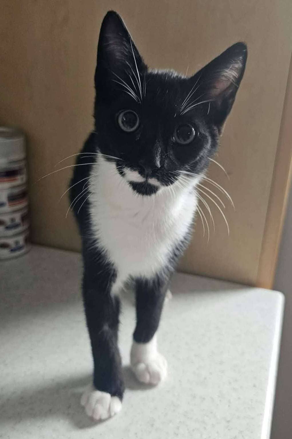 Hot Fudge - Domestic Shorthair available for adoption