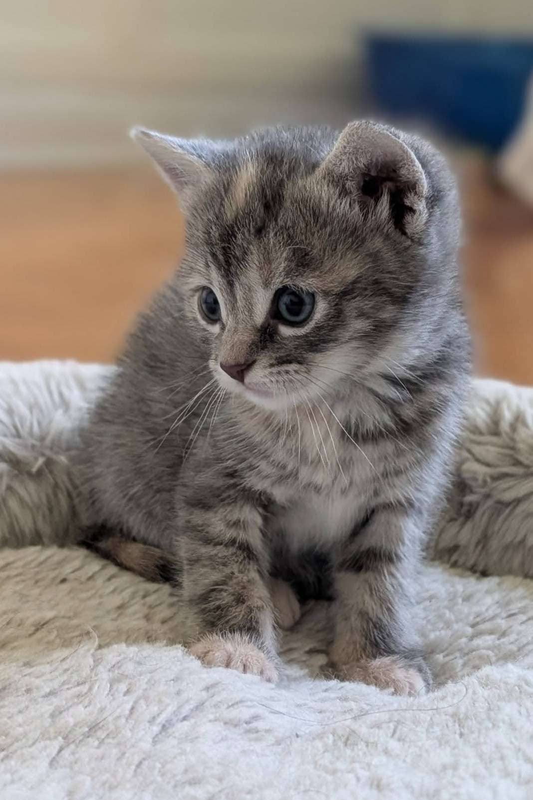 Izzy - Domestic Shorthair available for adoption