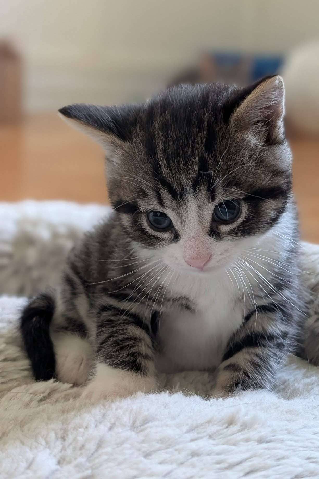 Andy - Domestic Shorthair cat available for adoption at Furry Tales Cat Rescue in Ottawa