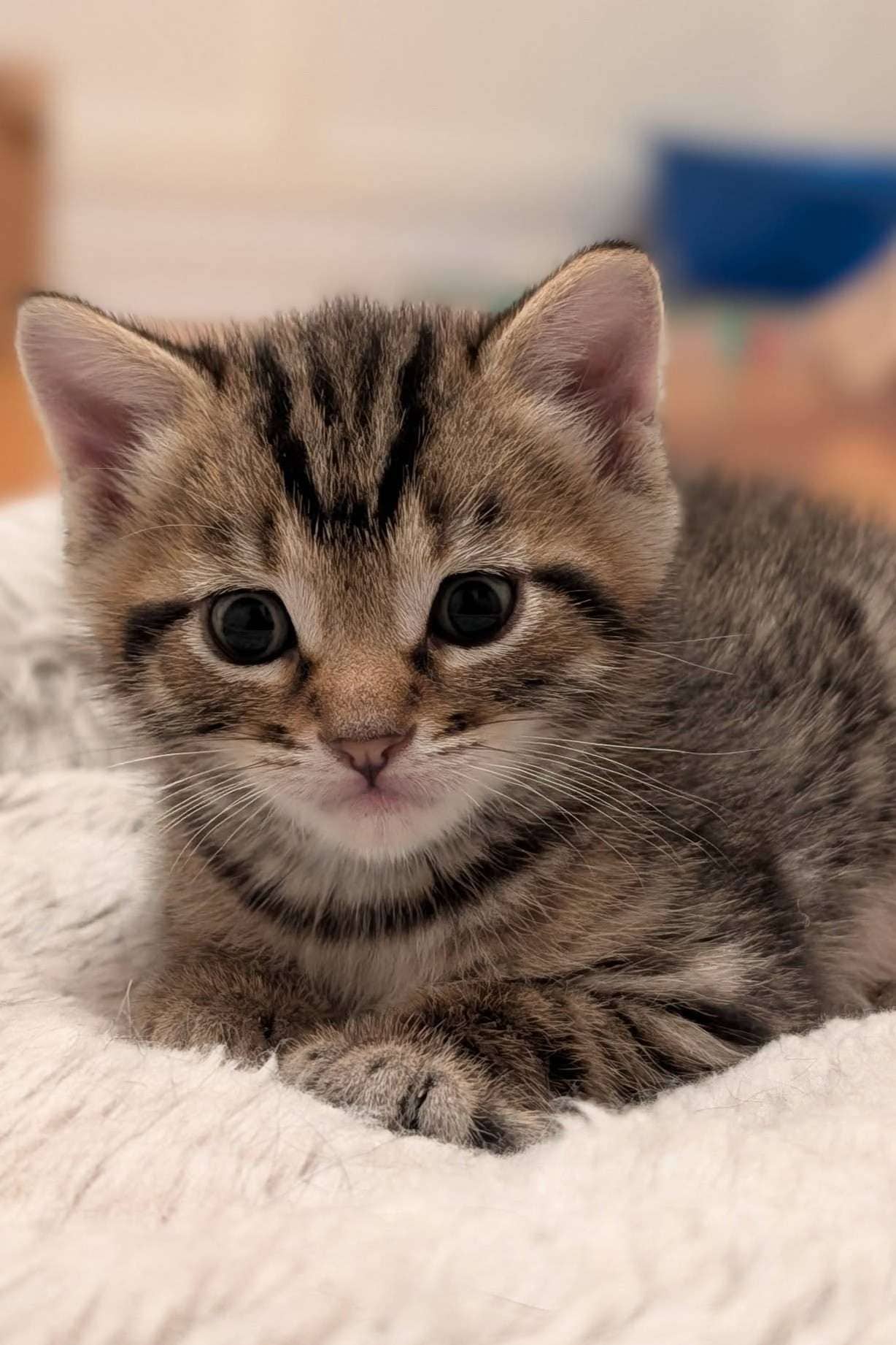 Wes - Domestic Shorthair cat available for adoption at Furry Tales Cat Rescue in Ottawa