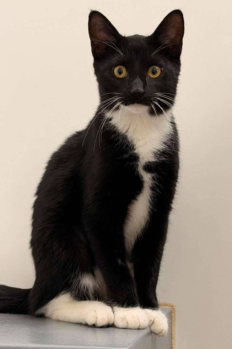 Duchess Charlene - Domestic Shorthair cat available for adoption in Ontario