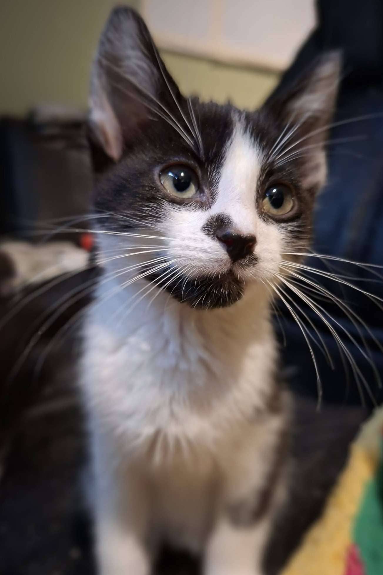 Siri - Domestic Shorthair cat available for adoption at Furry Tales Cat Rescue in Ottawa