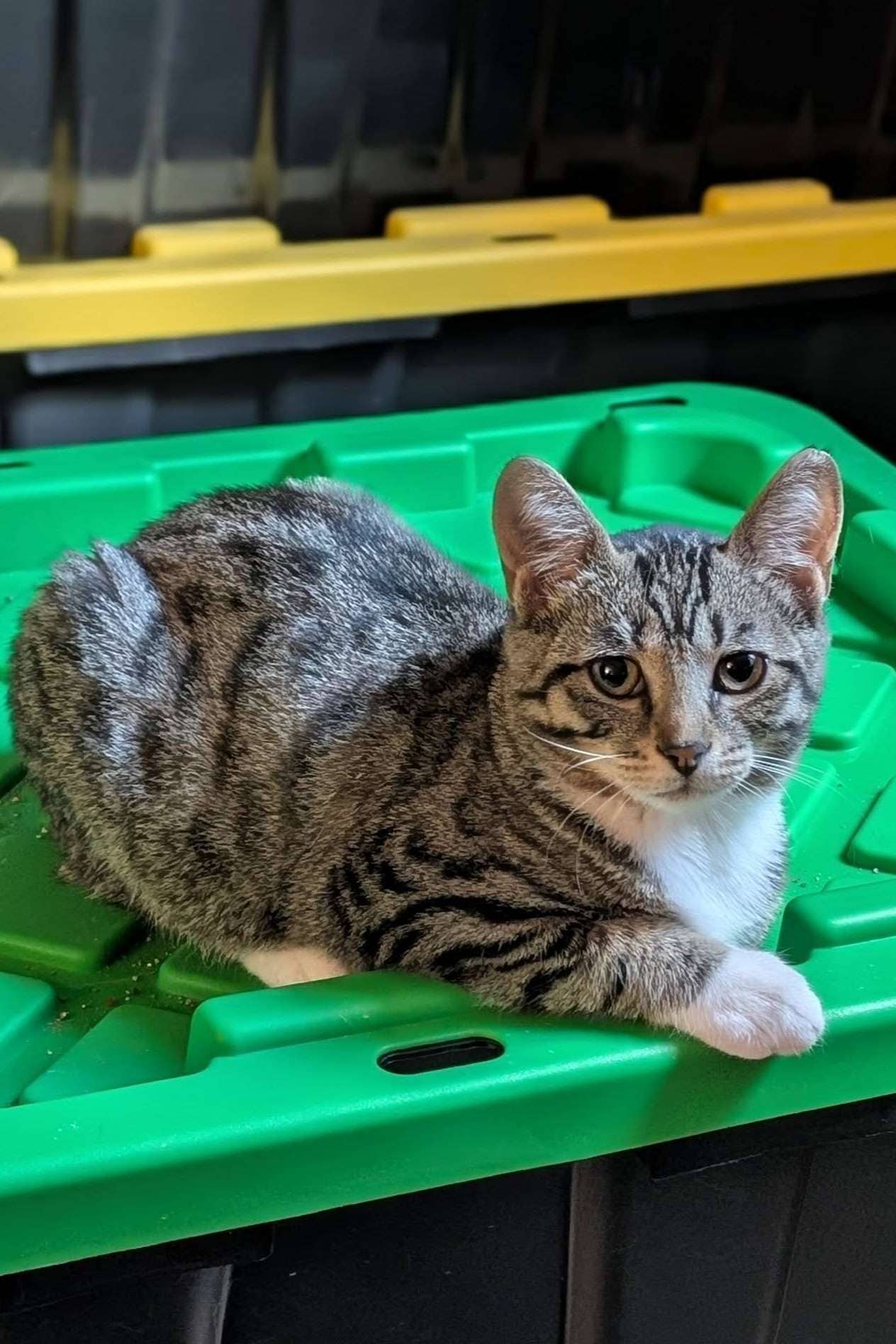 Gin - Domestic Shorthair cat available for adoption in Ontario