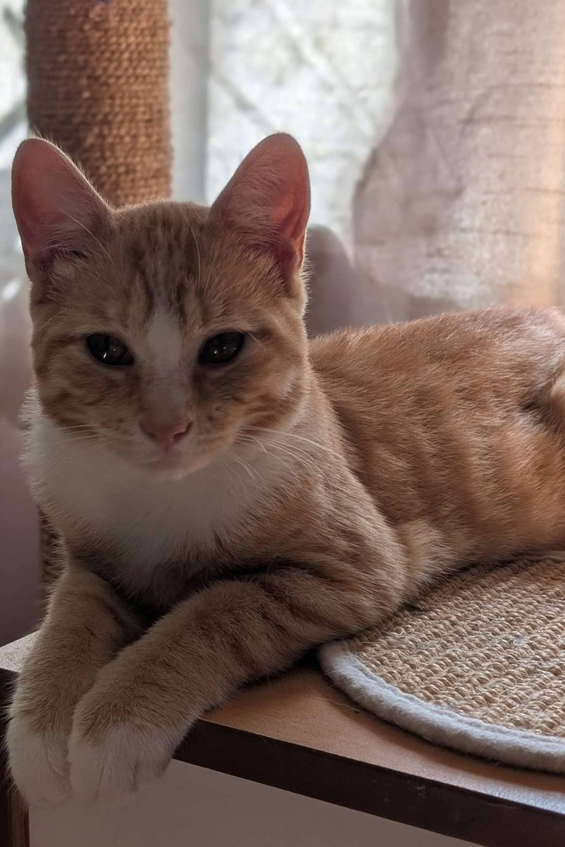 Juice - Domestic Shorthair available for adoption