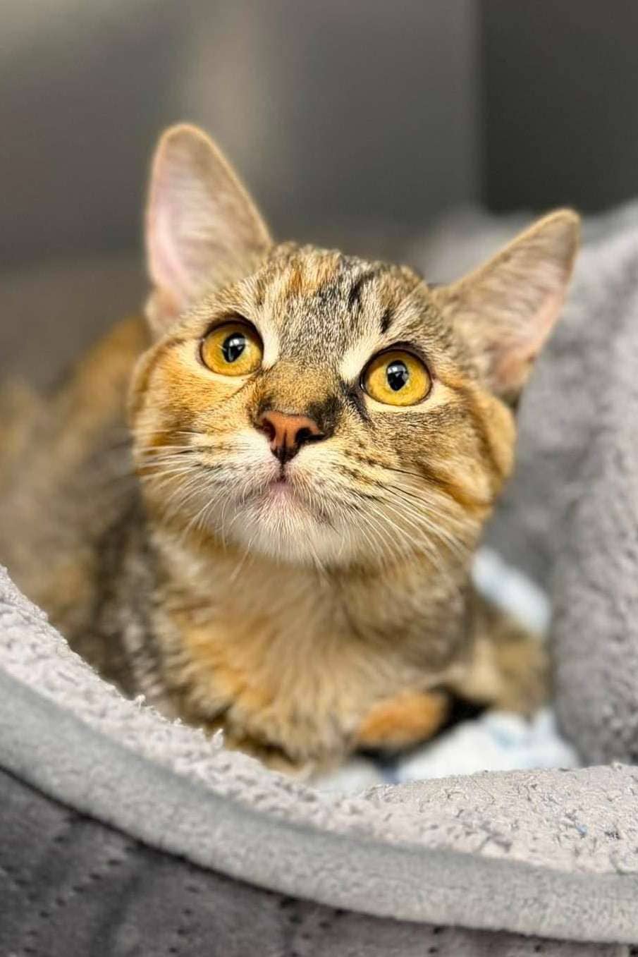 Yasmine - Domestic Shorthair cat available for adoption in Ontario