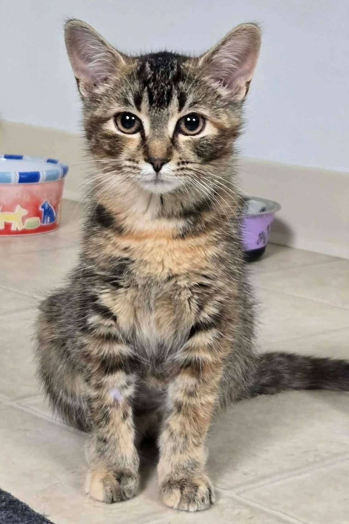 Clover - Domestic Shorthair cat available for adoption at Furry Tales Cat Rescue in Ottawa