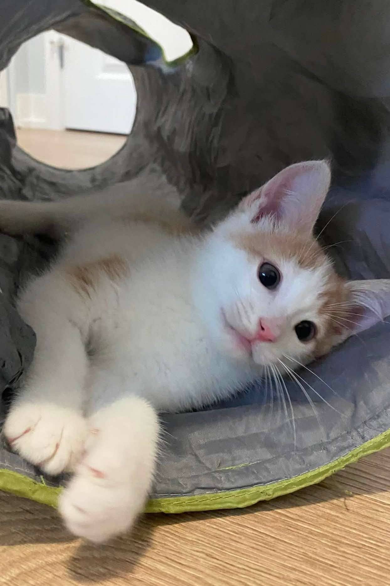 Zero - Domestic Shorthair available for adoption