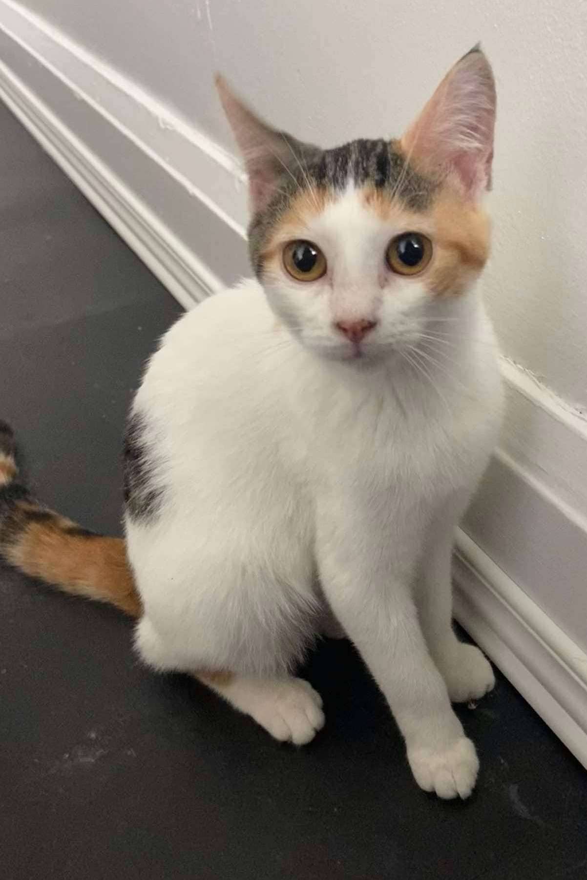 Curry - Domestic Shorthair cat available for adoption at Furry Tales Cat Rescue in Ottawa