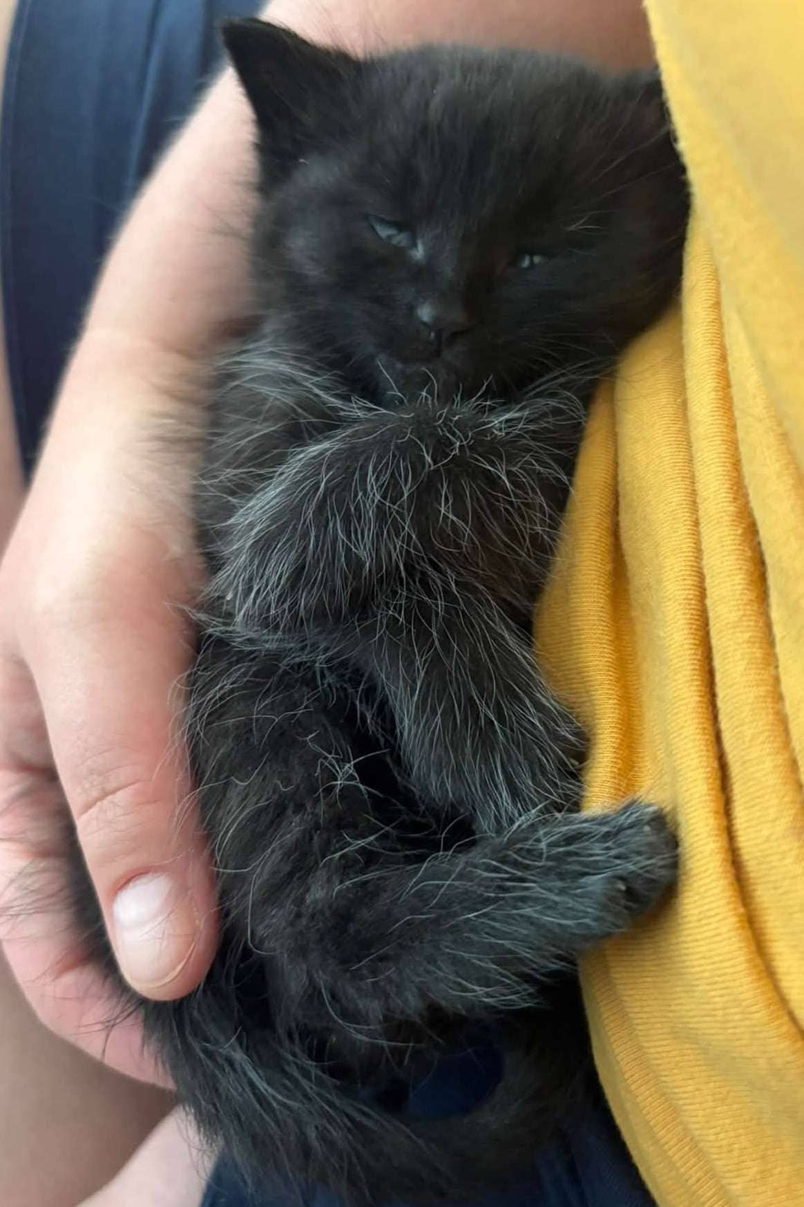Troy - Domestic Shorthair cat available for adoption at Furry Tales Cat Rescue in Ottawa