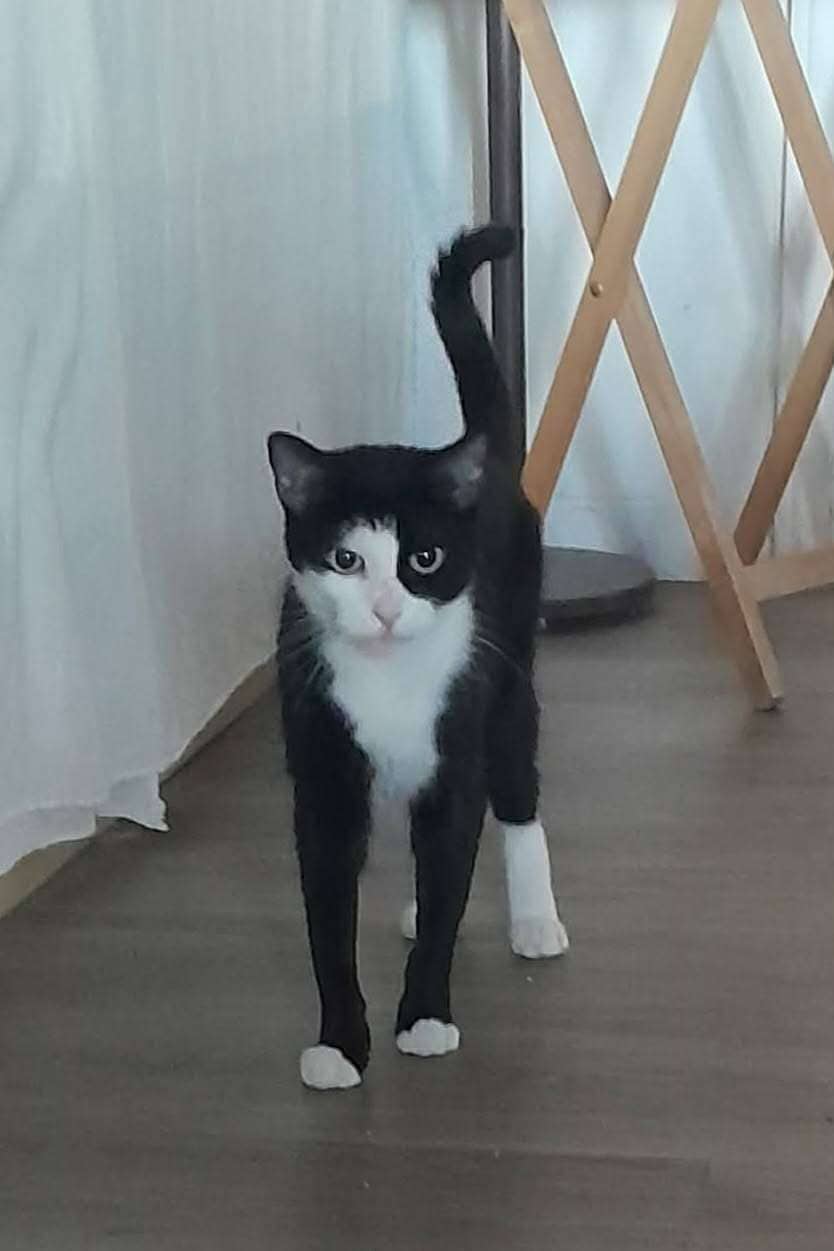 Phantom - Domestic Shorthair cat available for adoption at Furry Tales Cat Rescue in Ottawa