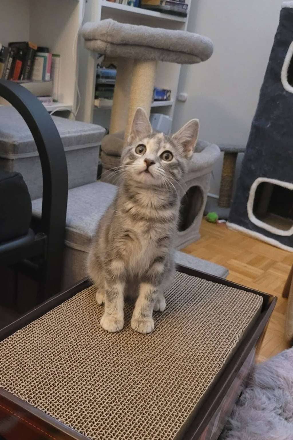 Meowticia - Domestic Shorthair cat available for adoption at Furry Tales Cat Rescue in Ottawa