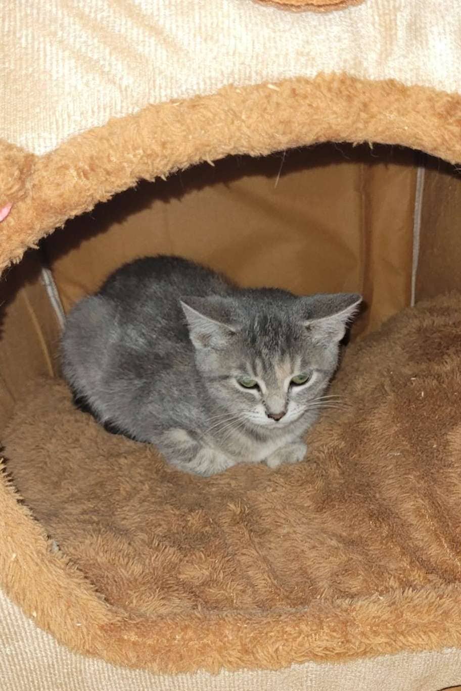 Catzilla - Domestic Shorthair cat available for adoption at Furry Tales Cat Rescue in Ottawa