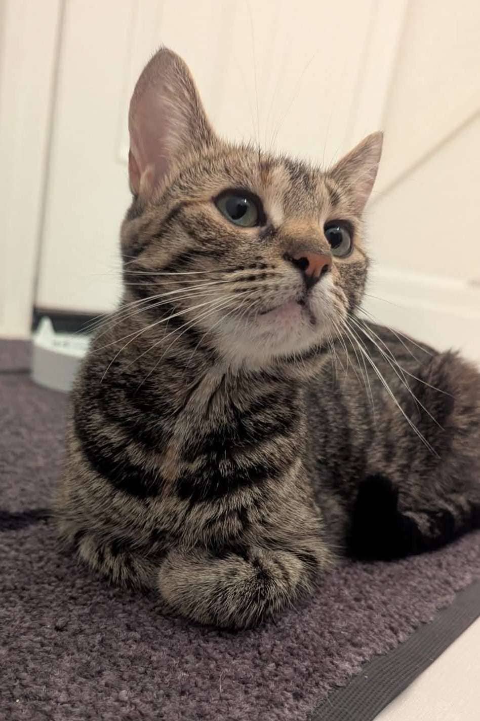 Bombay - Domestic Shorthair cat available for adoption at Furry Tales Cat Rescue in Ottawa