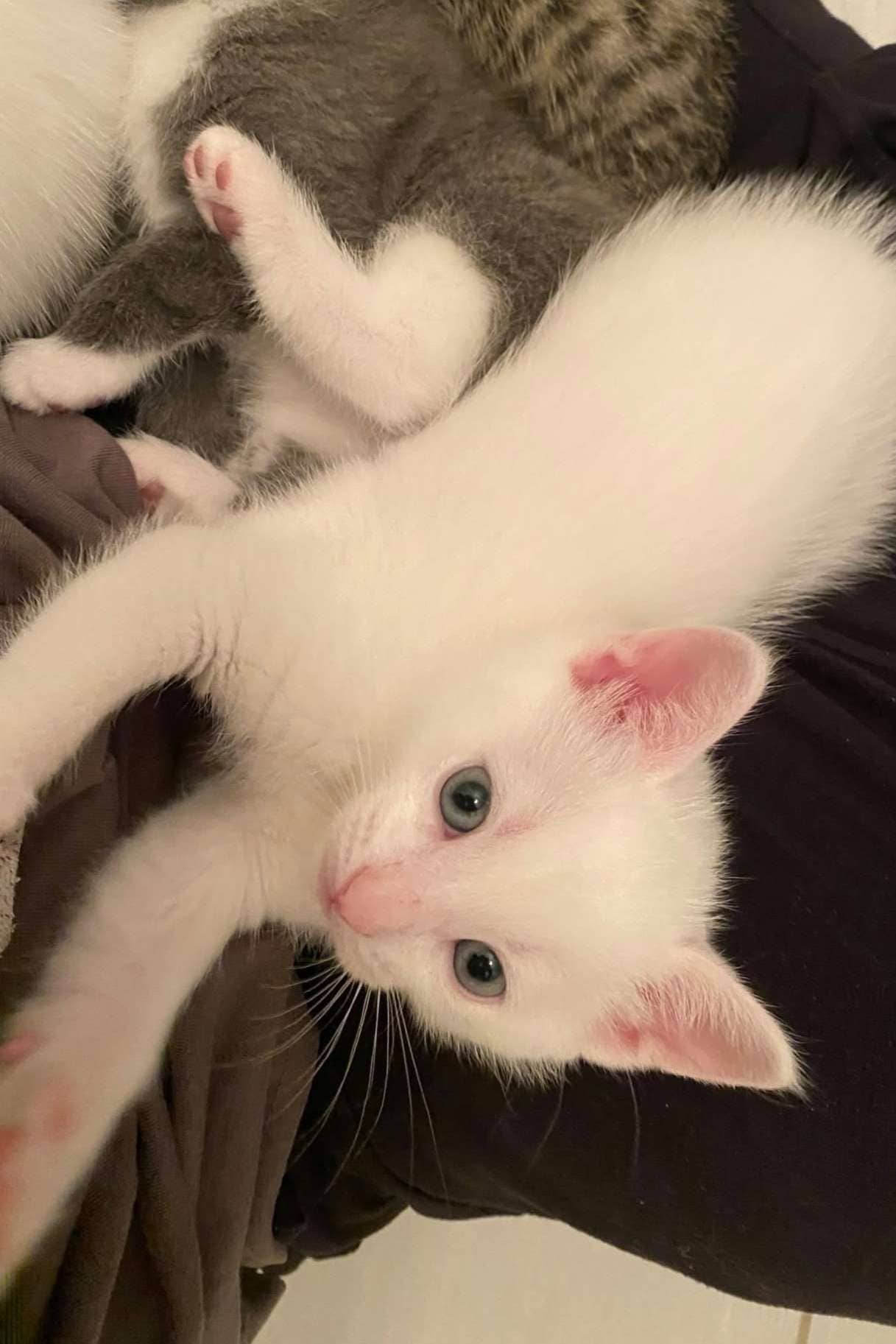 Declan - Domestic Shorthair cat available for adoption at Furry Tales Cat Rescue in Ottawa