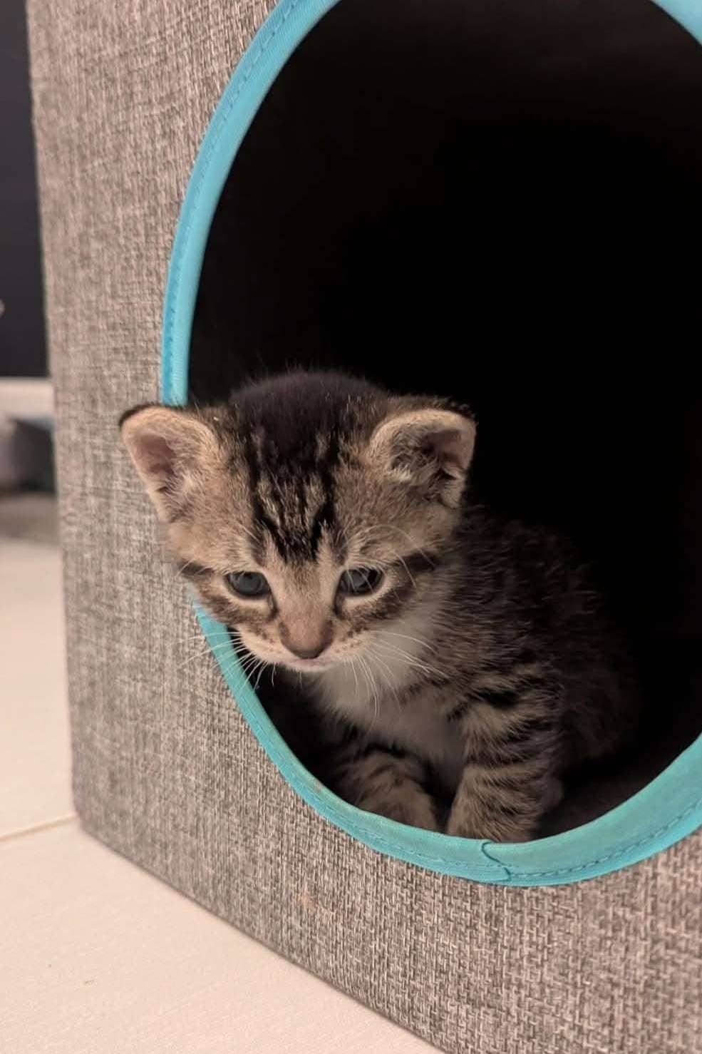 Gunther - Domestic Shorthair available for adoption