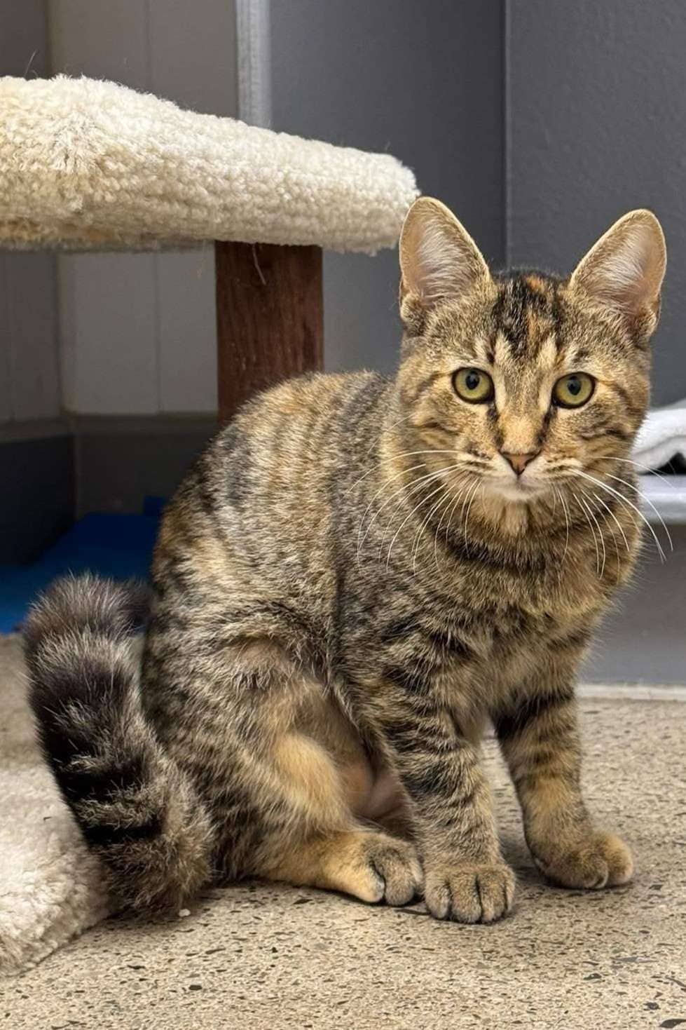 Fanta - Domestic Shorthair cat available for adoption at Furry Tales Cat Rescue in Ottawa