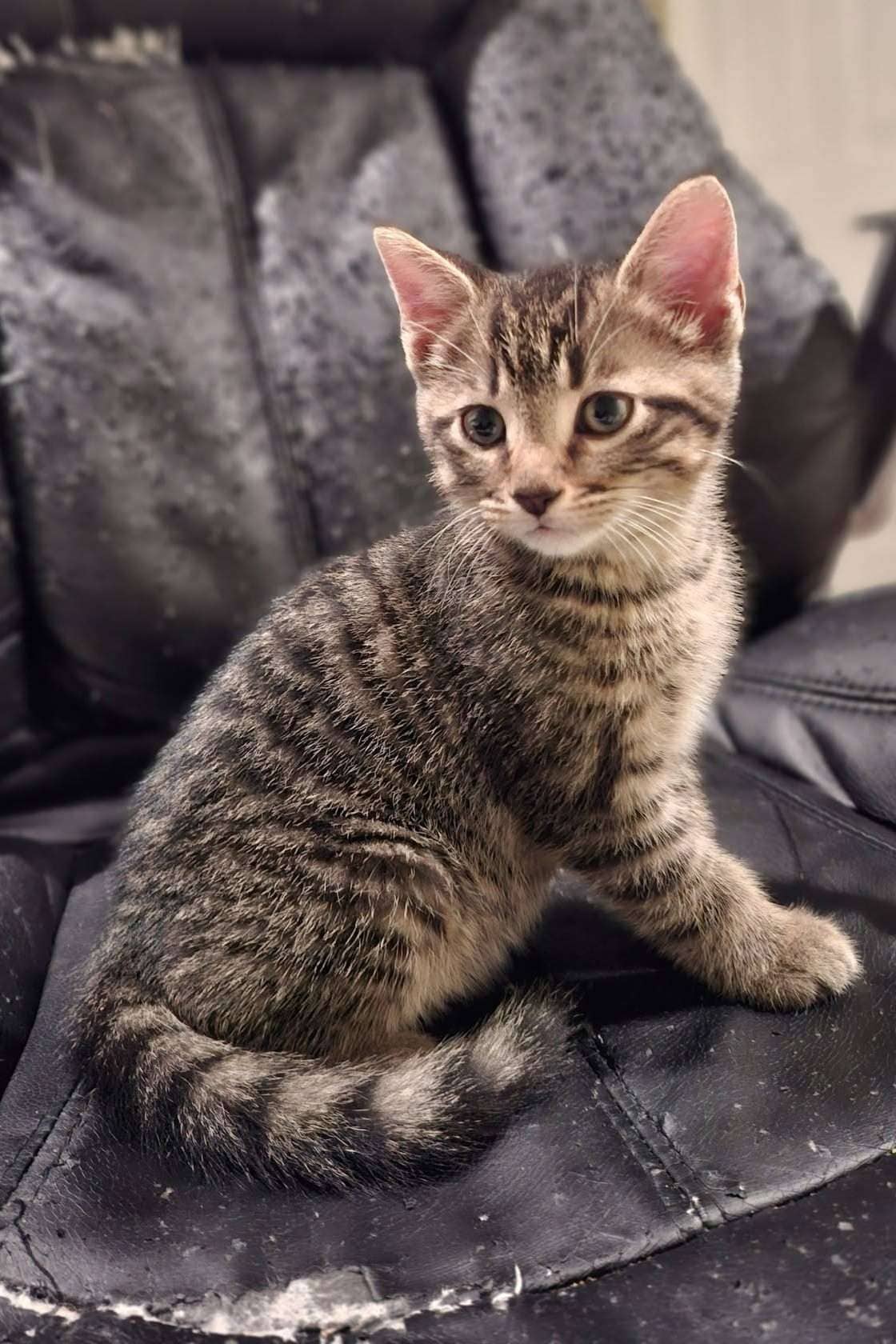 Toonie - Domestic Shorthair cat available for adoption at Furry Tales Cat Rescue in Ottawa