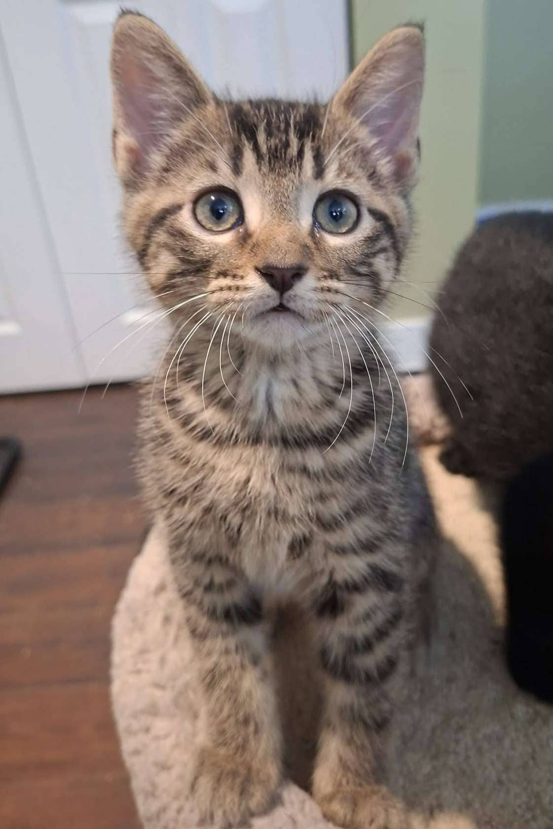 Loonie - Domestic Shorthair cat available for adoption at Furry Tales Cat Rescue in Ottawa