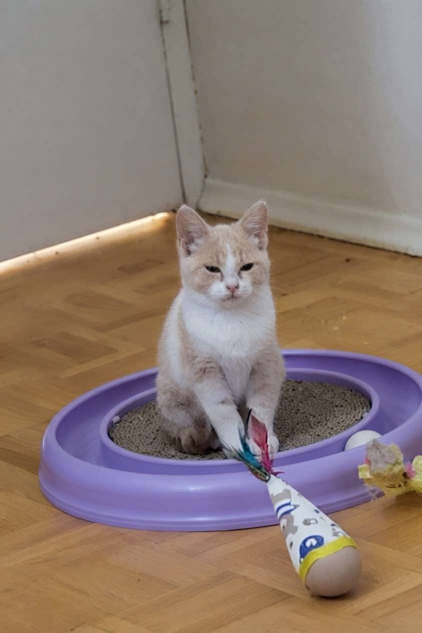 Purrywise - Domestic Shorthair cat available for adoption at Furry Tales Cat Rescue in Ottawa
