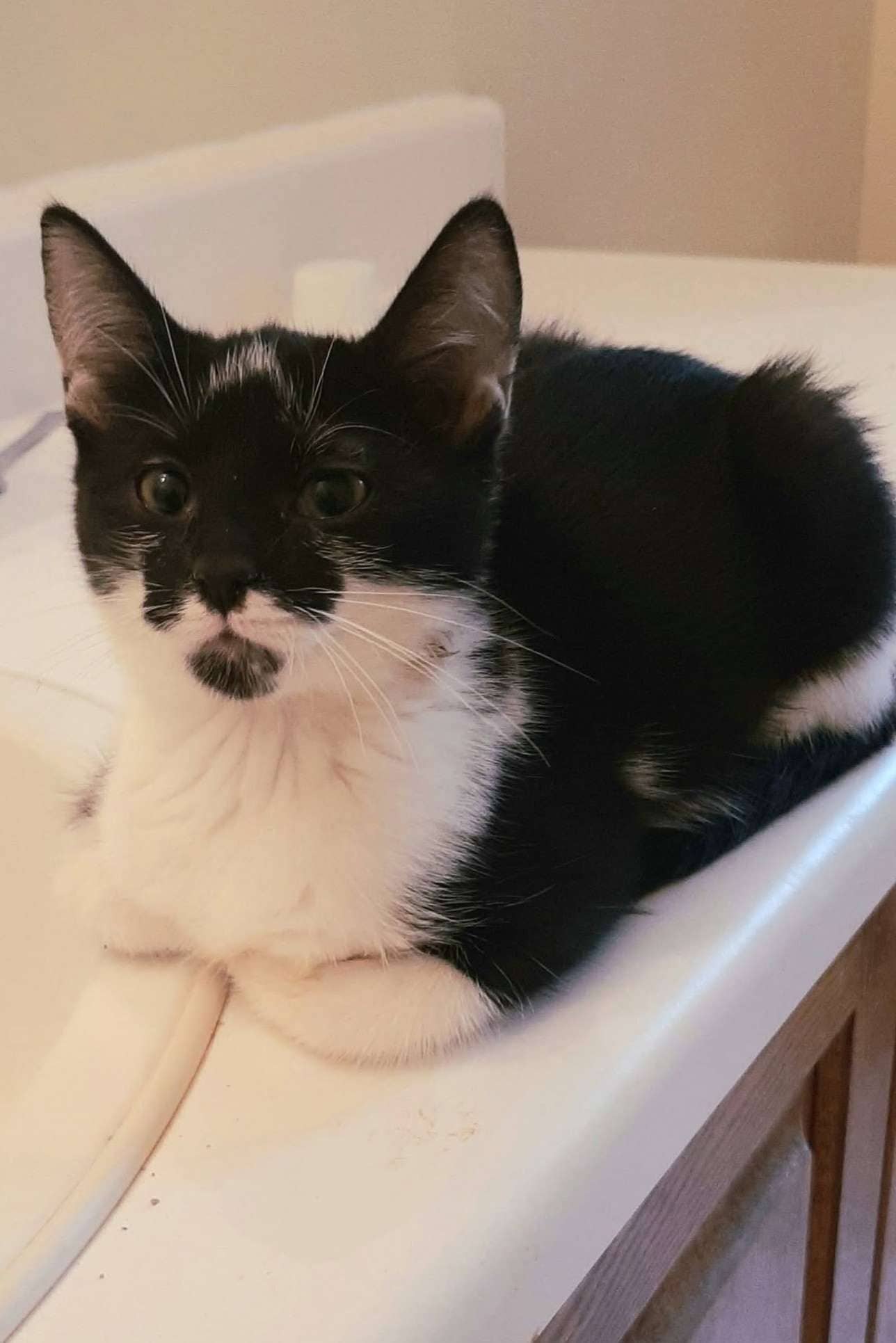 Freddie - Domestic Shorthair cat available for adoption at Furry Tales Cat Rescue in Ottawa