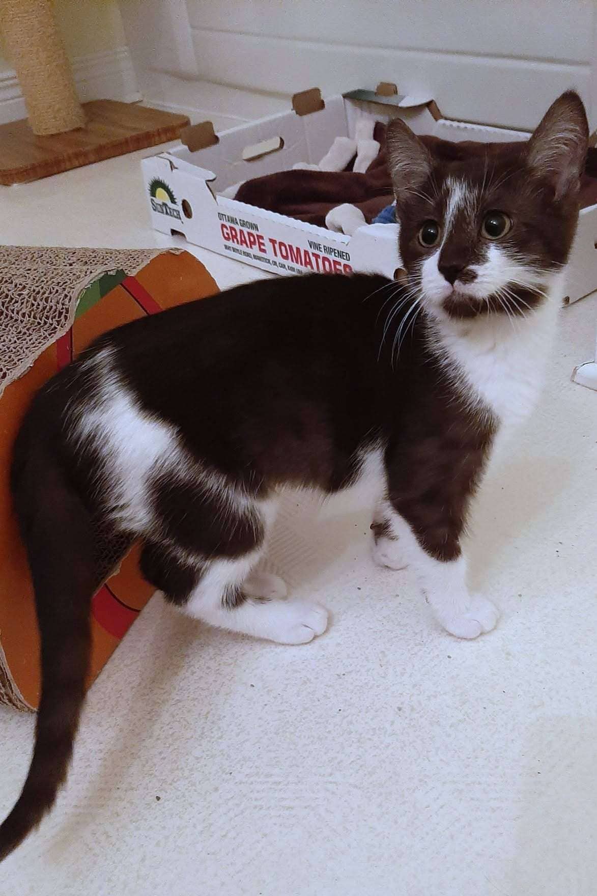 Lauren - Domestic Shorthair available for adoption