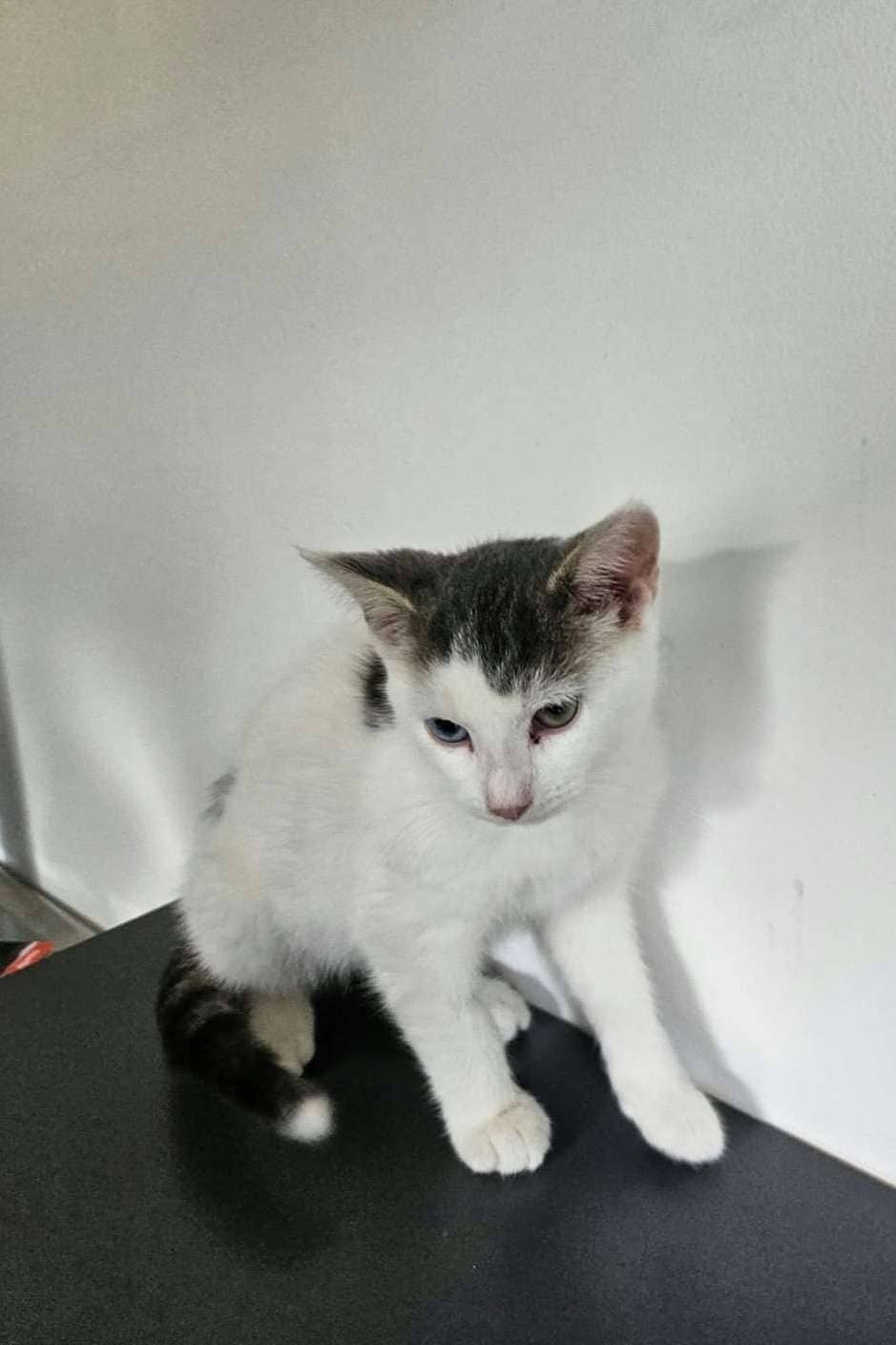 Fozzy - Domestic Shorthair cat available for adoption at Furry Tales Cat Rescue in Ottawa