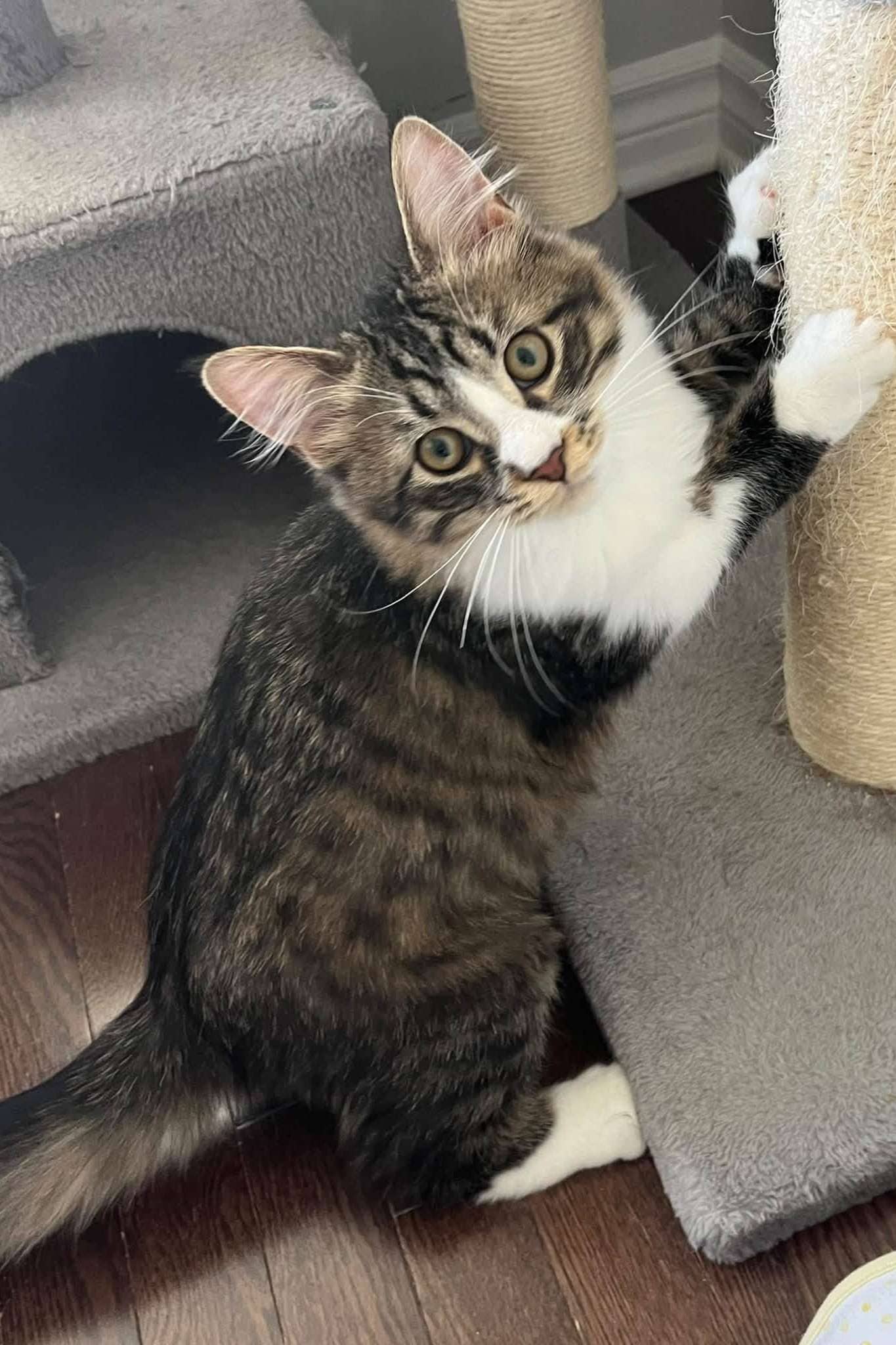 Buster - Domestic Shorthair cat available for adoption at Furry Tales Cat Rescue in Ottawa