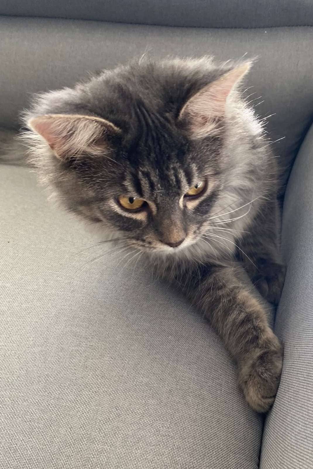 Mars - Domestic Shorthair cat available for adoption at Furry Tales Cat Rescue in Ottawa