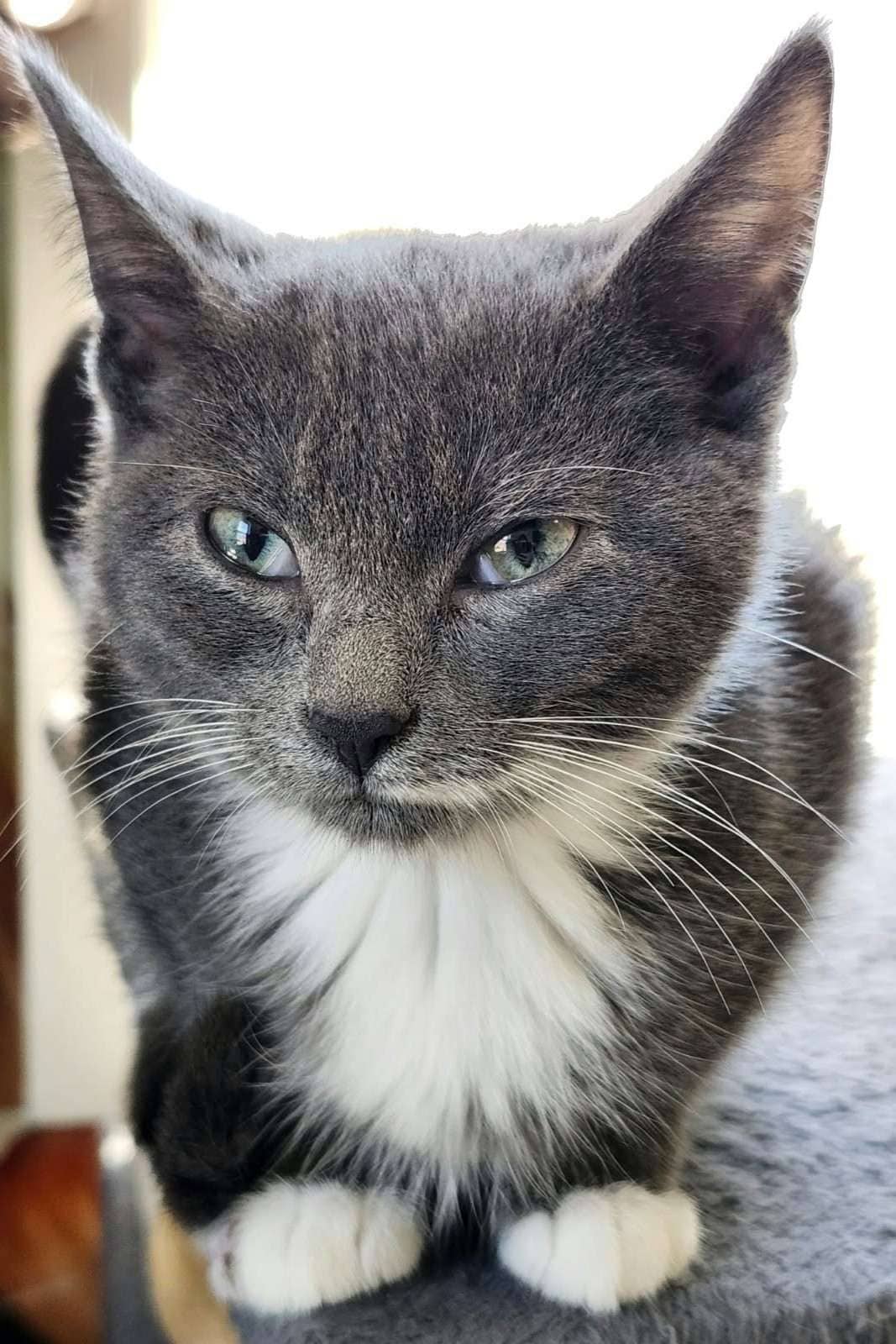Aria - Domestic Shorthair cat available for adoption at Furry Tales Cat Rescue in Ottawa