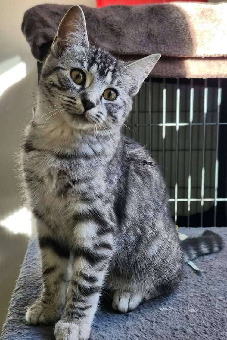 Dash - Domestic Shorthair cat available for adoption at Furry Tales Cat Rescue in Ottawa