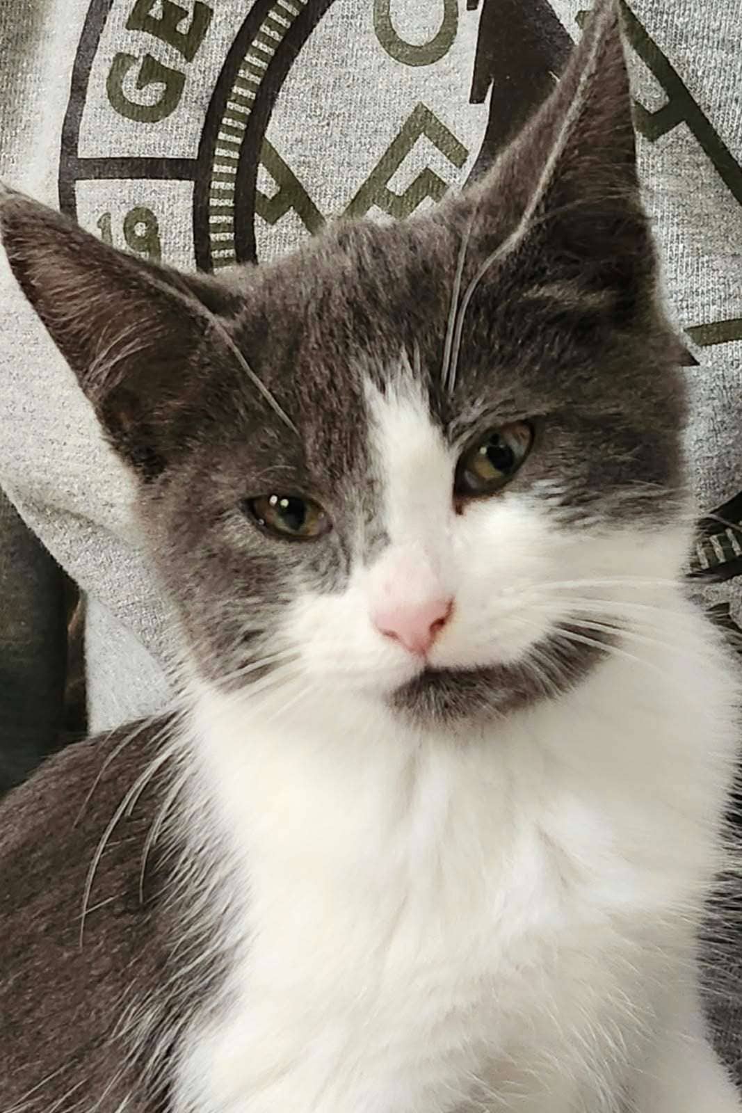 Lachlan - Domestic Shorthair cat available for adoption at Furry Tales Cat Rescue in Ottawa