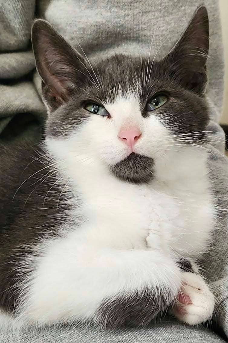 Sunflower - Domestic Shorthair available for adoption