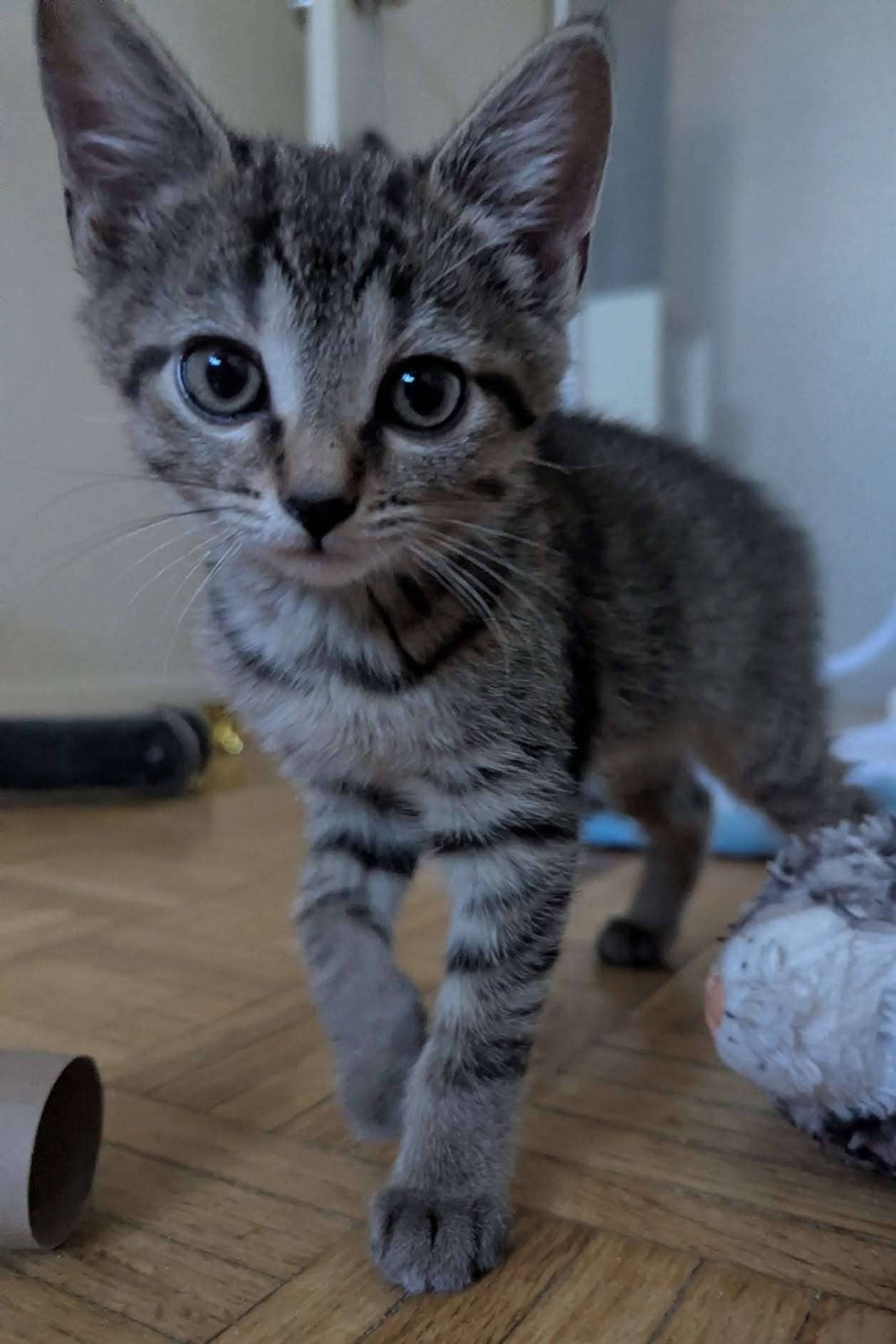 Wind - Domestic Shorthair cat available for adoption at Furry Tales Cat Rescue in Ottawa