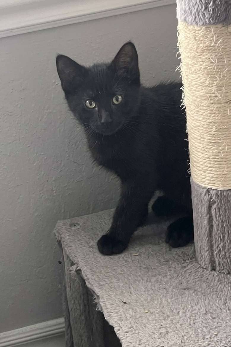 Bean - Domestic Shorthair cat available for adoption at Furry Tales Cat Rescue in Ottawa
