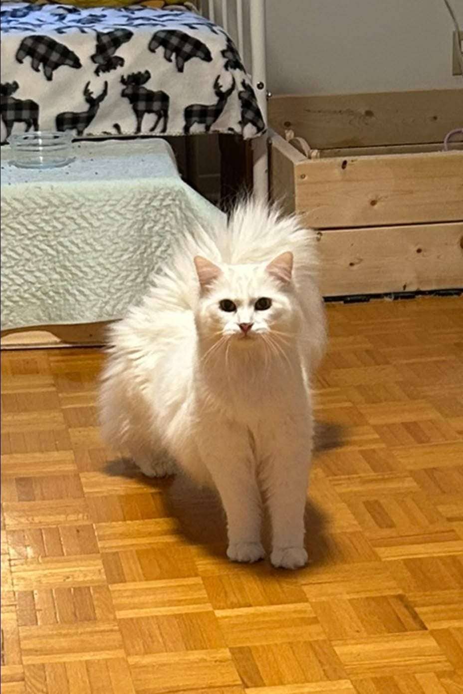 Lucky - Domestic Shorthair cat available for adoption at Furry Tales Cat Rescue in Ottawa
