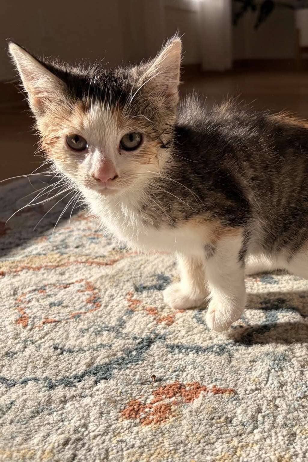 Lyra - Domestic Shorthair cat available for adoption at Furry Tales Cat Rescue in Ottawa